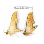 Sphingidae sp. China, Guizhou, Qiandongnan, Congjiang county. 2Pcs. Moth-Sphi-211317.