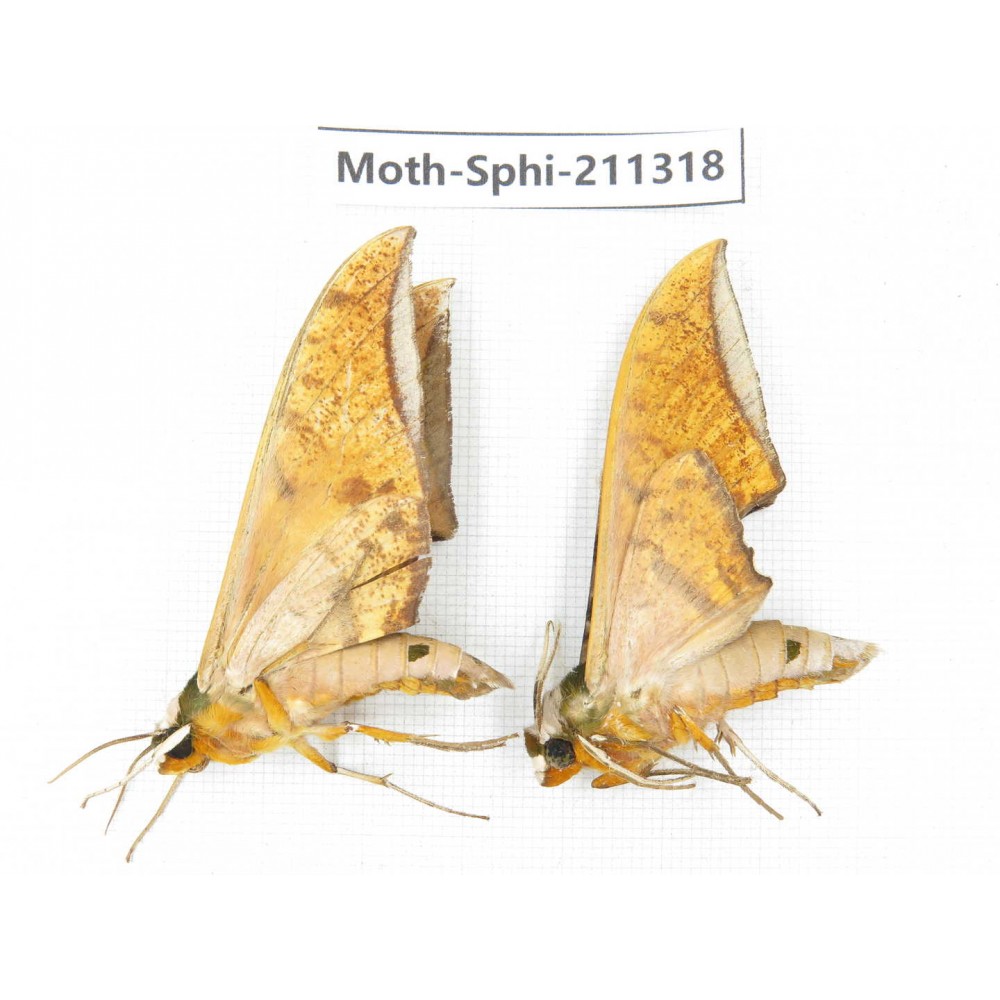 Sphingidae sp. China, Guizhou, Qiandongnan, Congjiang county. 2Pcs. Moth-Sphi-211318.