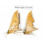 Sphingidae sp. China, Guizhou, Qiandongnan, Congjiang county. 2Pcs. Moth-Sphi-211318.