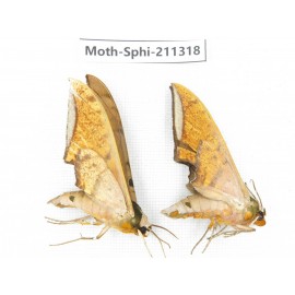 Sphingidae sp. China, Guizhou, Qiandongnan, Congjiang county. 2Pcs. Moth-Sphi-211318.