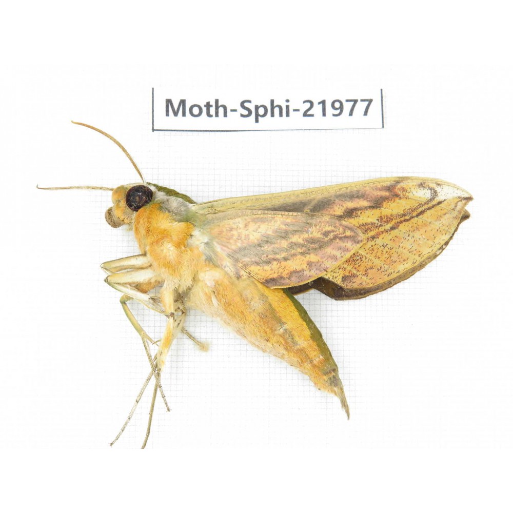 Sphingidae sp. China, Guizhou, Qiandongnan, Congjiang county. 1Pcs. Moth-Sphi-21977.