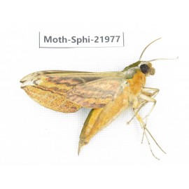 Sphingidae sp. China, Guizhou, Qiandongnan, Congjiang county. 1Pcs. Moth-Sphi-21977.