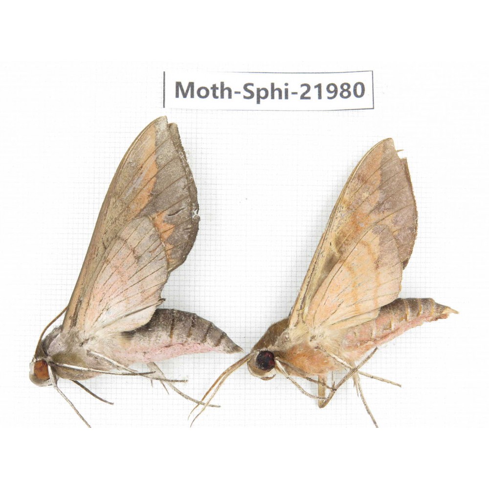 Sphingidae sp. China, Guizhou, Qiandongnan, Congjiang county. 2Pcs. Moth-Sphi-21980.