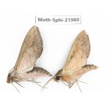 Sphingidae sp. China, Guizhou, Qiandongnan, Congjiang county. 2Pcs. Moth-Sphi-21980.