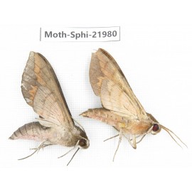 Sphingidae sp. China, Guizhou, Qiandongnan, Congjiang county. 2Pcs. Moth-Sphi-21980.