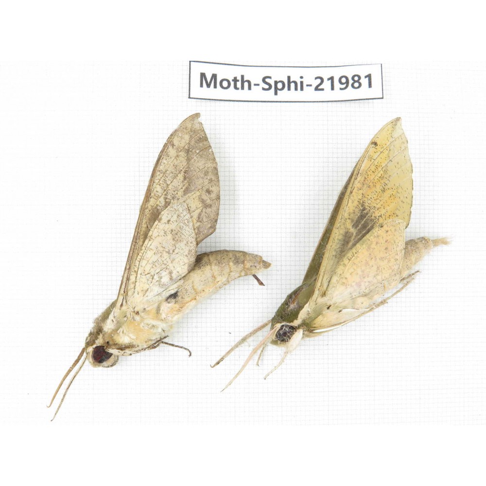 Sphingidae sp. China, Guizhou, Qiandongnan, Congjiang county. 2Pcs. Moth-Sphi-21981.