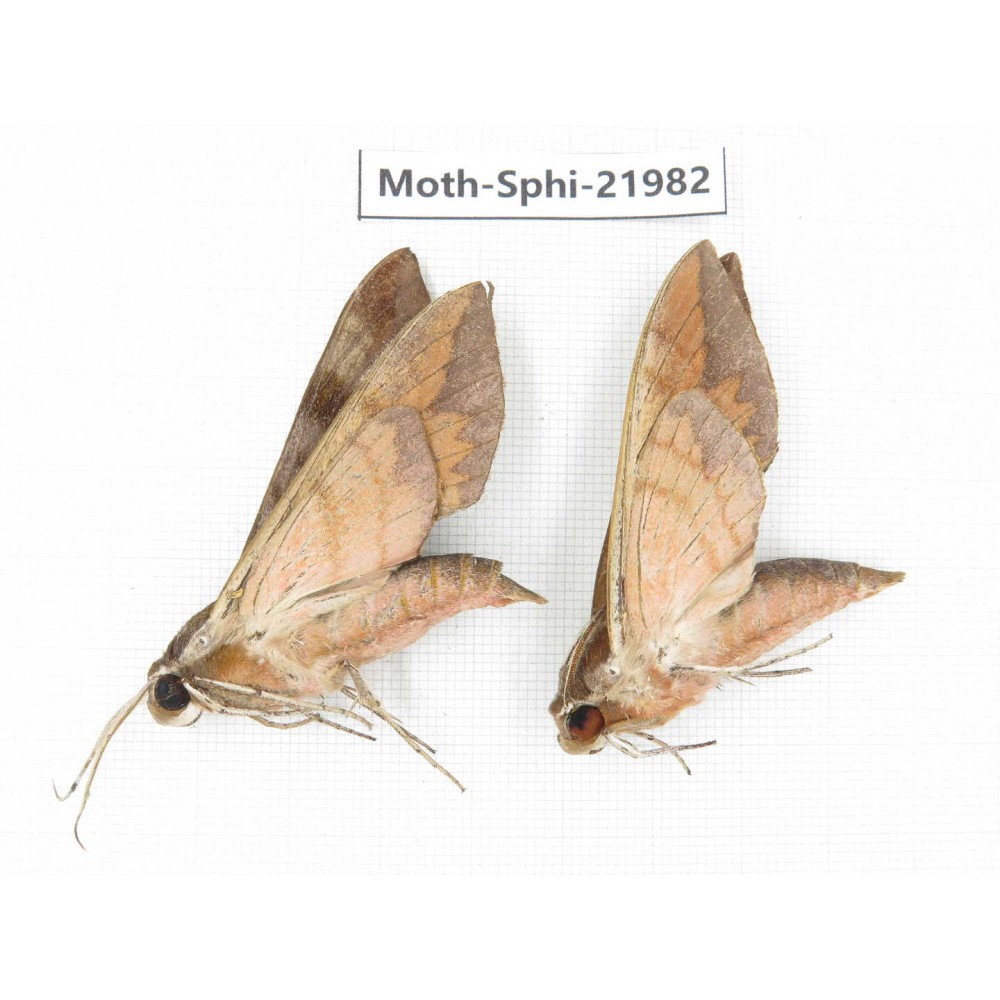 Sphingidae sp. China, Guizhou, Qiandongnan, Congjiang county. 2Pcs. Moth-Sphi-21982.
