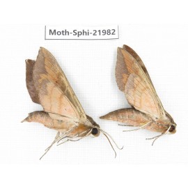 Sphingidae sp. China, Guizhou, Qiandongnan, Congjiang county. 2Pcs. Moth-Sphi-21982.
