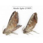 Sphingidae sp. China, Guizhou, Qiandongnan, Rongjiang county, Jihua town. 2Pcs. Moth-Sphi-21905.