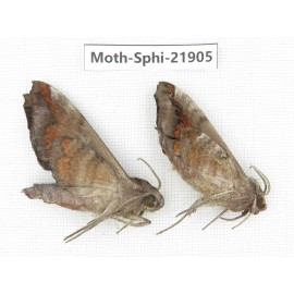 Sphingidae sp. China, Guizhou, Qiandongnan, Rongjiang county, Jihua town. 2Pcs. Moth-Sphi-21905.