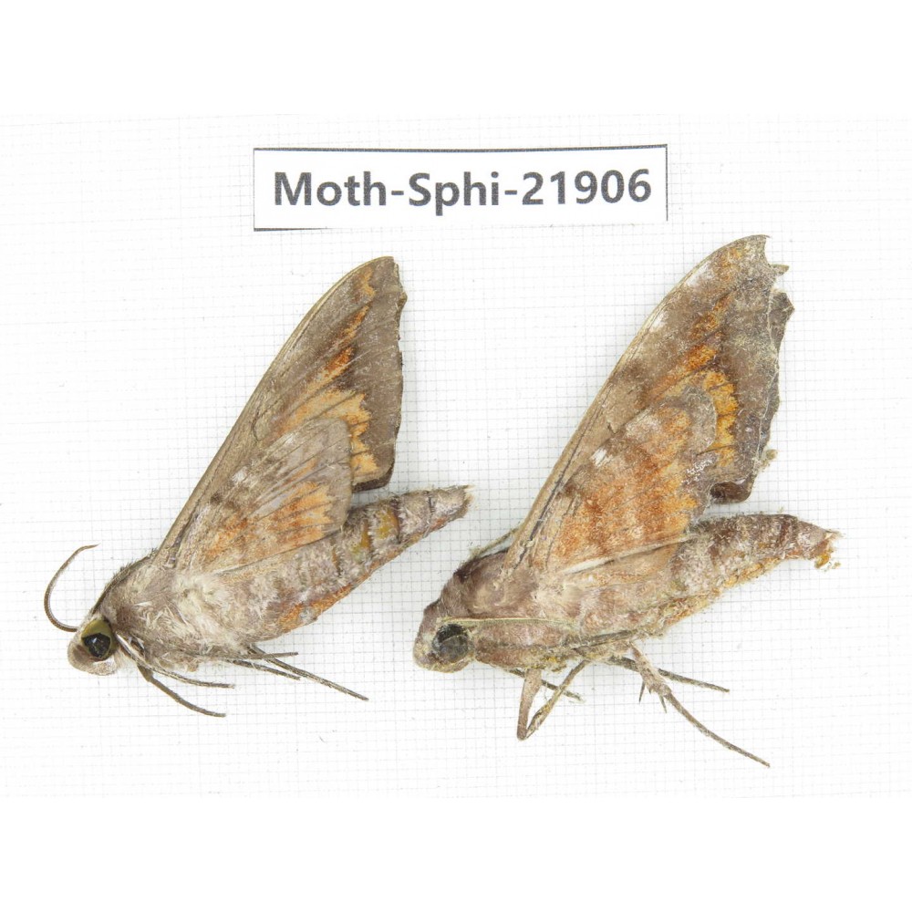 Sphingidae sp. China, Guizhou, Qiandongnan, Rongjiang county, Jihua town. 2Pcs. Moth-Sphi-21906.