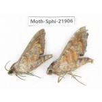 Sphingidae sp. China, Guizhou, Qiandongnan, Rongjiang county, Jihua town. 2Pcs. Moth-Sphi-21906.