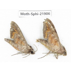Sphingidae sp. China, Guizhou, Qiandongnan, Rongjiang county, Jihua town. 2Pcs. Moth-Sphi-21906.