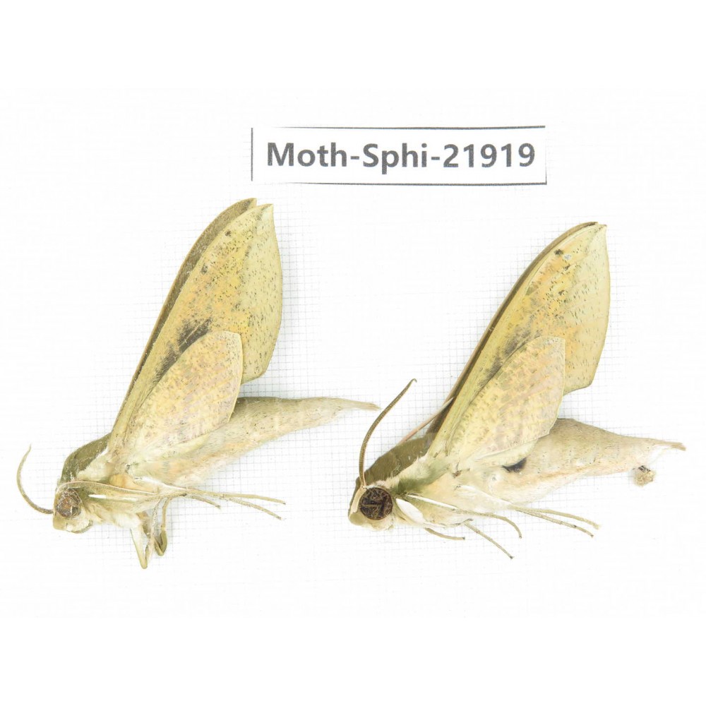 Sphingidae sp. China, Guizhou, Qiandongnan, Rongjiang county, Jihua town. 2Pcs. Moth-Sphi-21919.