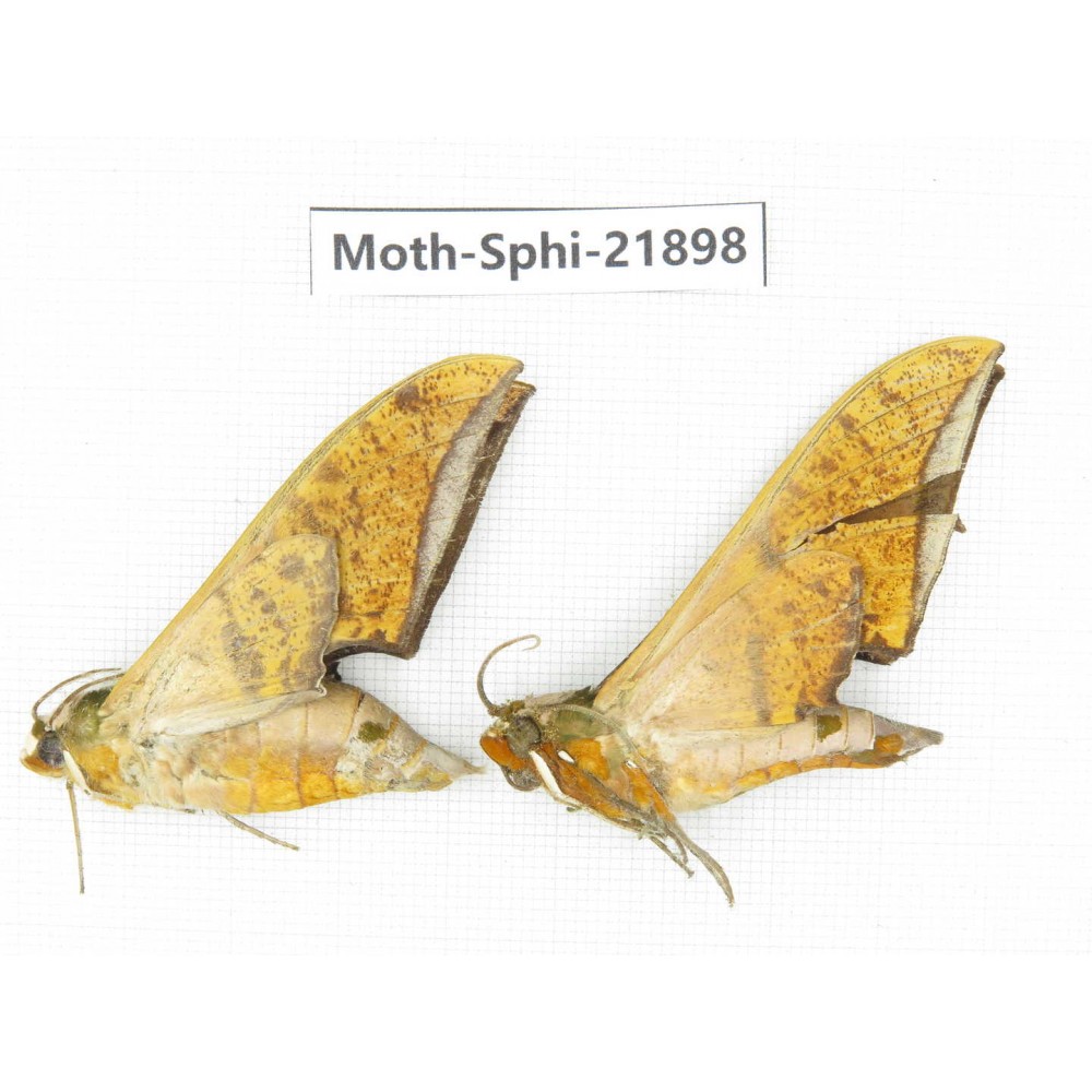 Sphingidae sp. China, Guizhou, Qiandongnan, Rongjiang county, Jihua town. 2Pcs. Moth-Sphi-21898.
