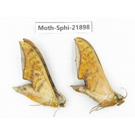 Sphingidae sp. China, Guizhou, Qiandongnan, Rongjiang county, Jihua town. 2Pcs. Moth-Sphi-21898.