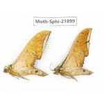 Sphingidae sp. China, Guizhou, Qiandongnan, Rongjiang county, Jihua town. 2Pcs. Moth-Sphi-21899.