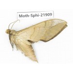 Sphingidae sp. China, Guizhou, Qiandongnan, Rongjiang county, Jihua town. 1Pcs. Moth-Sphi-21909.