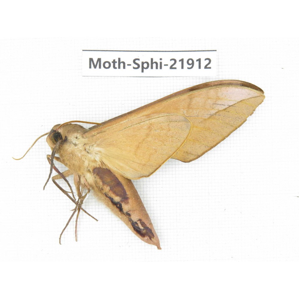 Sphingidae sp. China, Guizhou, Qiandongnan, Rongjiang county, Jihua town. 1Pcs. Moth-Sphi-21912.
