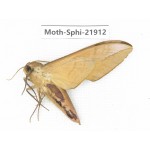 Sphingidae sp. China, Guizhou, Qiandongnan, Rongjiang county, Jihua town. 1Pcs. Moth-Sphi-21912.