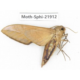 Sphingidae sp. China, Guizhou, Qiandongnan, Rongjiang county, Jihua town. 1Pcs. Moth-Sphi-21912.