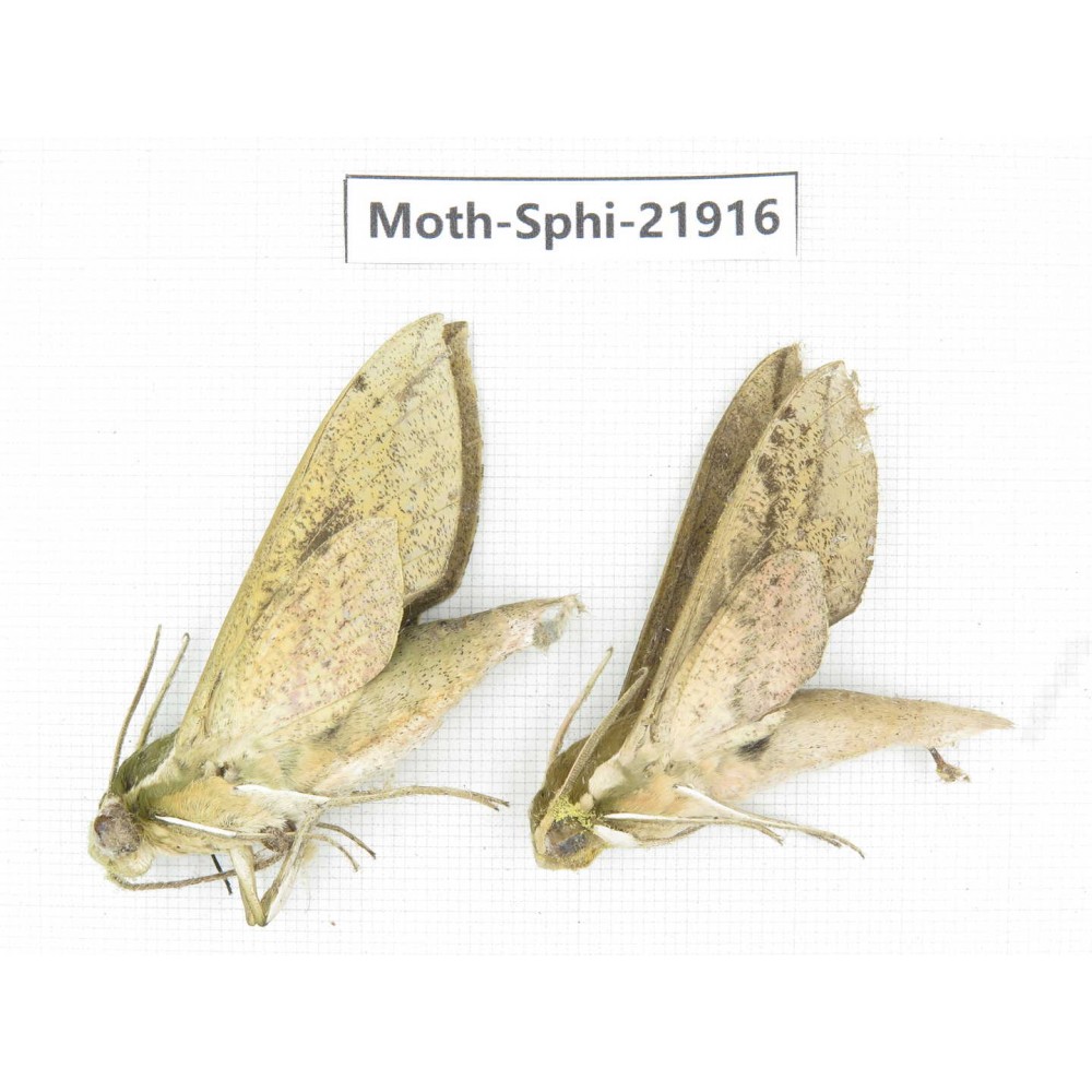 Sphingidae sp. China, Guizhou, Qiandongnan, Rongjiang county, Jihua town. 2Pcs. Moth-Sphi-21916.