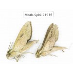 Sphingidae sp. China, Guizhou, Qiandongnan, Rongjiang county, Jihua town. 2Pcs. Moth-Sphi-21916.