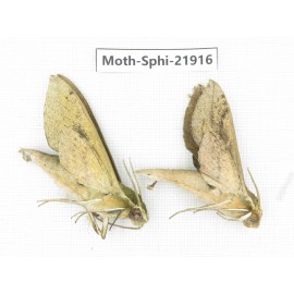 Sphingidae sp. China, Guizhou, Qiandongnan, Rongjiang county, Jihua town. 2Pcs. Moth-Sphi-21916.