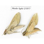 Sphingidae sp. China, Guizhou, Qiandongnan, Rongjiang county, Jihua town. 2Pcs. Moth-Sphi-21917.