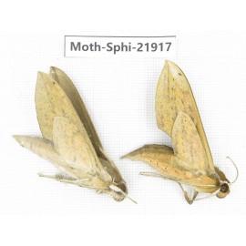 Sphingidae sp. China, Guizhou, Qiandongnan, Rongjiang county, Jihua town. 2Pcs. Moth-Sphi-21917.