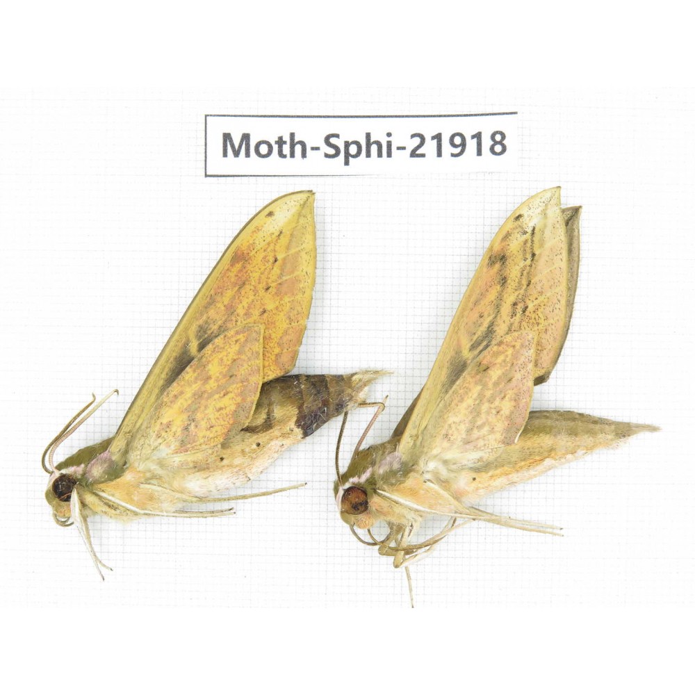 Sphingidae sp. China, Guizhou, Qiandongnan, Rongjiang county, Jihua town. 2Pcs. Moth-Sphi-21918.