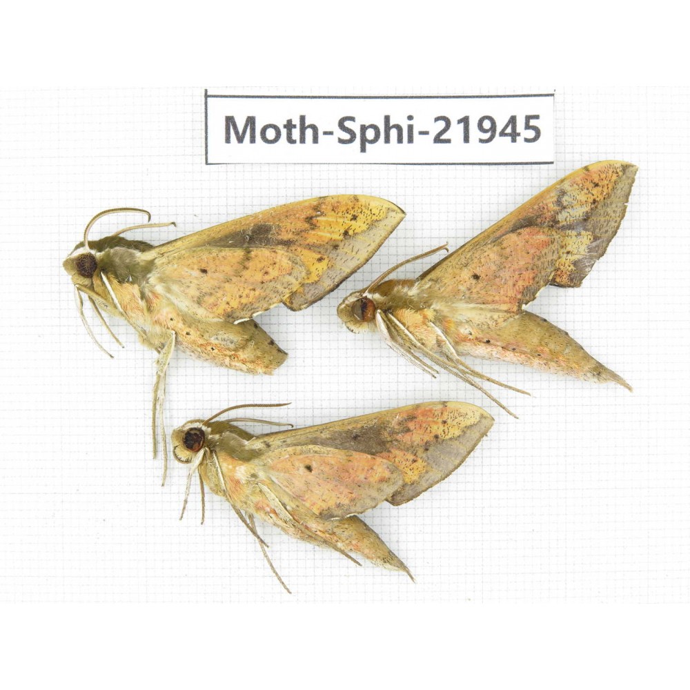 Sphingidae sp. China, Guizhou, Qiandongnan, Rongjiang county, Jihua town. 3Pcs. Moth-Sphi-21945.