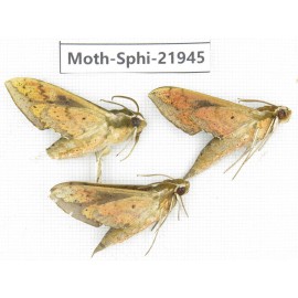 Sphingidae sp. China, Guizhou, Qiandongnan, Rongjiang county, Jihua town. 3Pcs. Moth-Sphi-21945.
