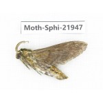 Sphingidae sp. China, Guizhou, Qiandongnan, Rongjiang county, Jihua town. 1Pcs. Moth-Sphi-21947.