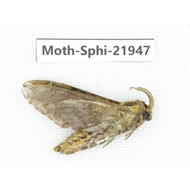 Sphingidae sp. China, Guizhou, Qiandongnan, Rongjiang county, Jihua town. 1Pcs. Moth-Sphi-21947.
