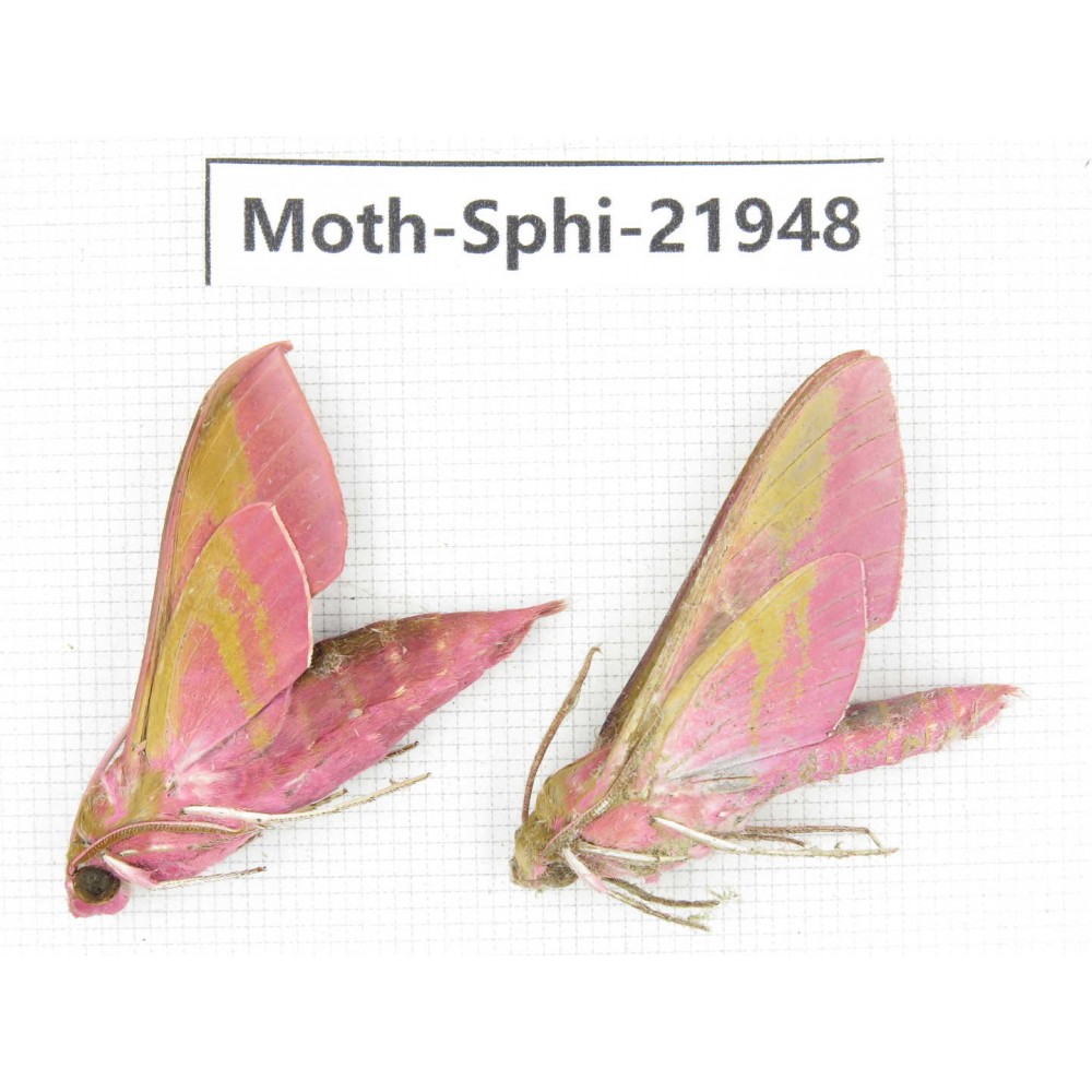 Sphingidae sp. China, Guizhou, Qiandongnan, Rongjiang county, Jihua town. 2Pcs. Moth-Sphi-21948.