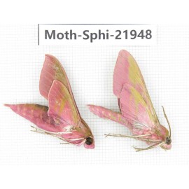 Sphingidae sp. China, Guizhou, Qiandongnan, Rongjiang county, Jihua town. 2Pcs. Moth-Sphi-21948.