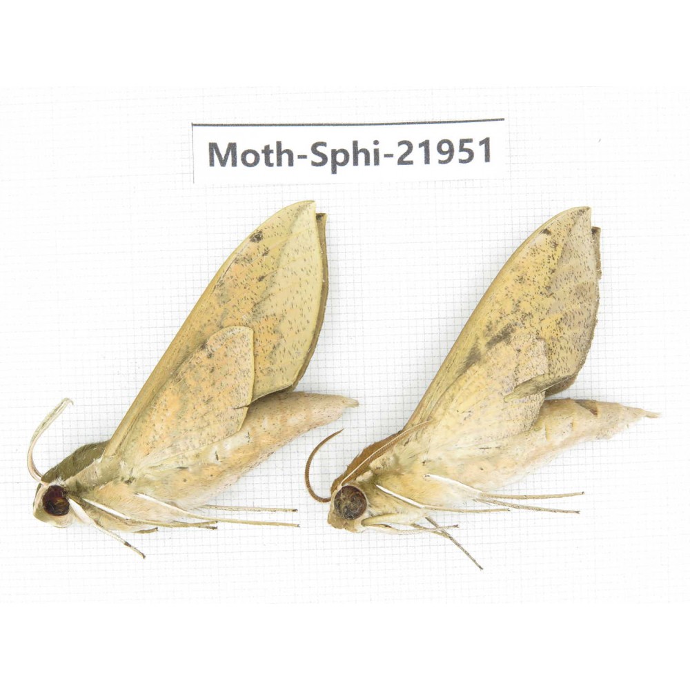 Sphingidae sp. China, Guizhou, Qiandongnan, Rongjiang county, Jihua town. 2Pcs. Moth-Sphi-21951.