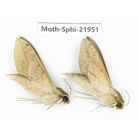Sphingidae sp. China, Guizhou, Qiandongnan, Rongjiang county, Jihua town. 2Pcs. Moth-Sphi-21951.