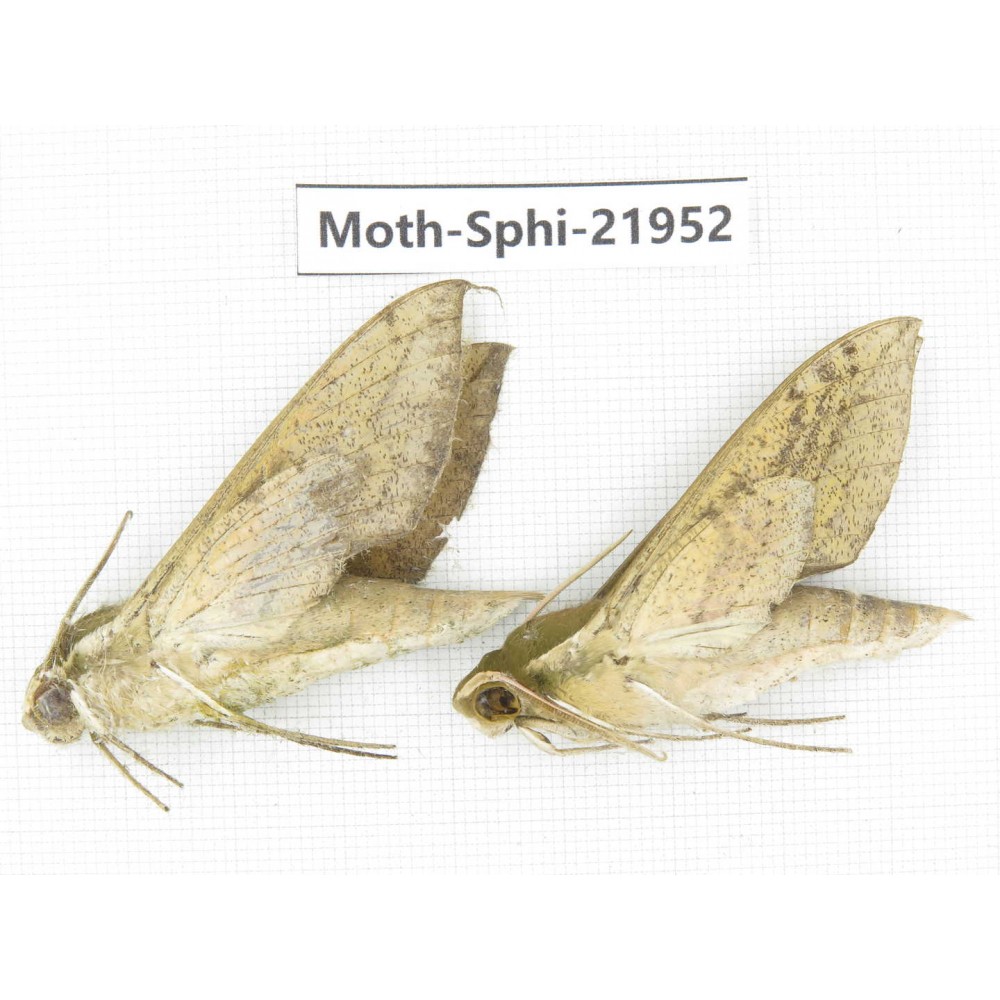 Sphingidae sp. China, Guizhou, Qiandongnan, Rongjiang county, Jihua town. 2Pcs. Moth-Sphi-21952.