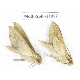 Sphingidae sp. China, Guizhou, Qiandongnan, Rongjiang county, Jihua town. 2Pcs. Moth-Sphi-21952.