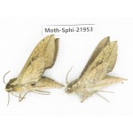 Sphingidae sp. China, Guizhou, Qiandongnan, Rongjiang county, Jihua town. 2Pcs. Moth-Sphi-21953.