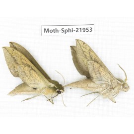 Sphingidae sp. China, Guizhou, Qiandongnan, Rongjiang county, Jihua town. 2Pcs. Moth-Sphi-21953.