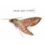 Sphingidae sp. China, Guizhou, Qiandongnan, Rongjiang county.1Pcs. Moth-Sphi-214960.