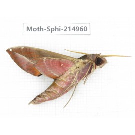 Sphingidae sp. China, Guizhou, Qiandongnan, Rongjiang county.1Pcs. Moth-Sphi-214960.