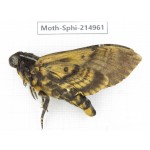 Sphingidae sp. China, Guizhou, Qiandongnan, Rongjiang county.1Pcs. Moth-Sphi-214961.