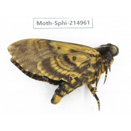 Sphingidae sp. China, Guizhou, Qiandongnan, Rongjiang county.1Pcs. Moth-Sphi-214961.