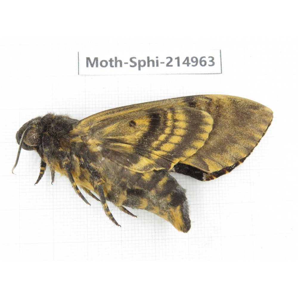 Sphingidae sp. China, Guizhou, Qiandongnan, Rongjiang county.1Pcs. Moth-Sphi-214963.