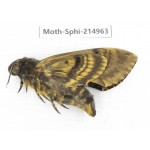 Sphingidae sp. China, Guizhou, Qiandongnan, Rongjiang county.1Pcs. Moth-Sphi-214963.