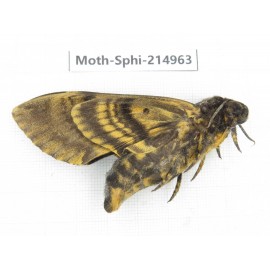 Sphingidae sp. China, Guizhou, Qiandongnan, Rongjiang county.1Pcs. Moth-Sphi-214963.